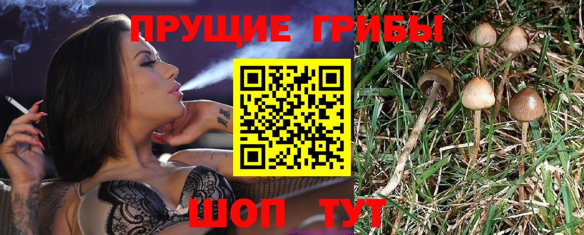 Псилоцибиновые грибы Psilocybe  Вход с VPN  что такое   Лесной 
