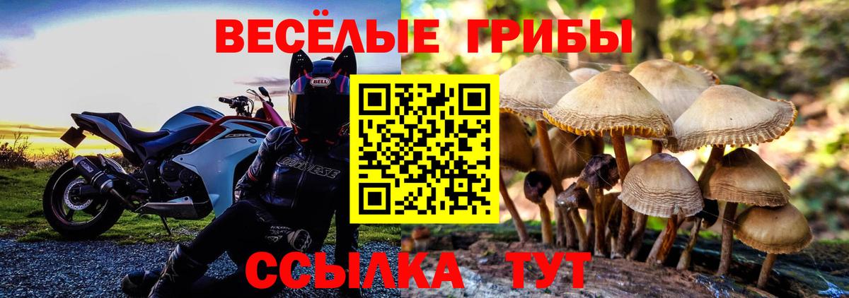 Псилоцибиновые грибы мицелий Лесной
